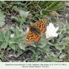 euphydryas aurinia male salatau 4